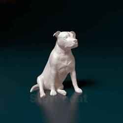 Staffordshire terrier 013