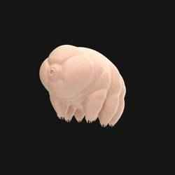 Tardigrade