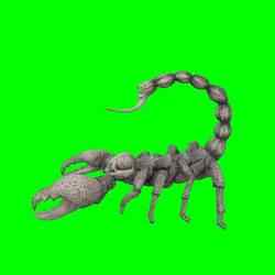 scorpion skull