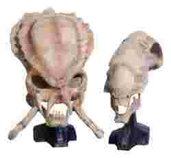 Twin Alien Skulls on Exhibition