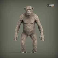 chimpanzee is standing