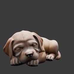 labrador puppy sleeping