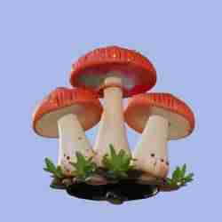 Porcini Mushrooms