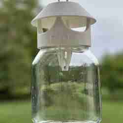Asian hornet trap with rain hat on jar