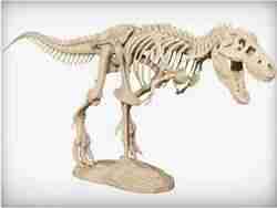 Tyrannosaurus iskeleti
