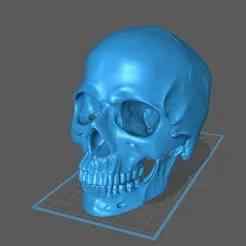 3d Scanned Human Skull using Creaform Handyscan silver