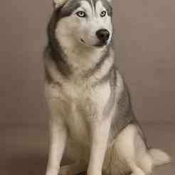 3D STL Model of a Siberian Husky – Realistic Dog Sculpture