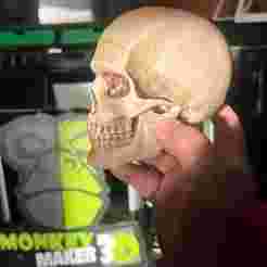 articulated human skull skull