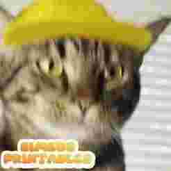 Baseball Cat Cap