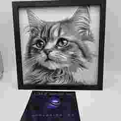 BLACK AND GREY KITTEN