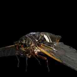 Black Cicada BEETLE Blaps Ground Beetle Blaptoides BEETLE INSECT BUG ANT ANIMAL ANATOMY 3D MODEL WATER OCEAN RIVER