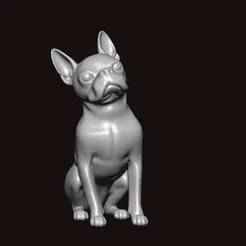 boston Terrier looking around