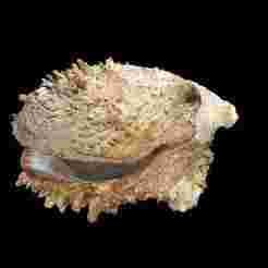 CLAM Scallop CRUSTACEOUS CRAB AMPHIBIAN TADPOLE ANIMAL ANATOMY 3D MODEL WATER OCEAN RIVER RAPTOR