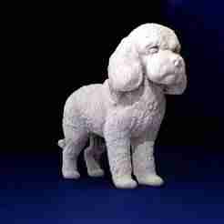 Cockapoo
