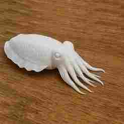 Cuttlefish Swim