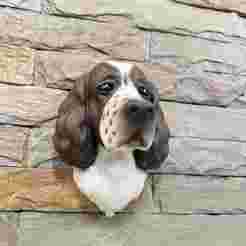 English Springer Spaniel head wall mount
