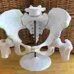 Female Pelvis Model with Magnetic Assembly – 6-Piece Anatomic  STL / OBJ