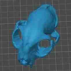 Feral Cat Skull