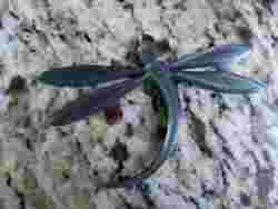 Fidget Thingy Mobober