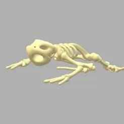 Frog Skeleton STL – Detailed Amphibian Bones 3D Model | Anatomy & Fossil Replica