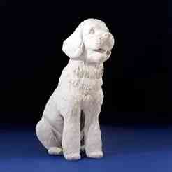 Golden Doodle sitting