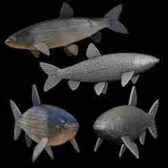 grass carp / Ctenopharyngodon idella fish model for 3D printing