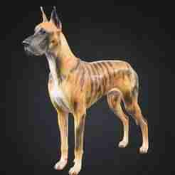 Great Dane Dog