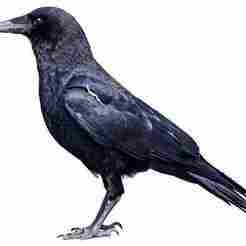 HALLOWEEN RAVEN COMBO