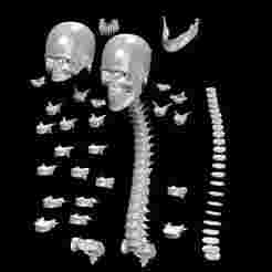 Human Spinal Column Skeletal Mandible SKELETON ANATOMY BONES SKULL TEETH