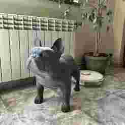 Life size french bulldog model