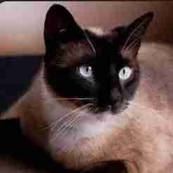 model Cat