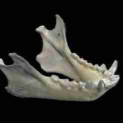 Monkey Jaw SKELETON ANATOMY SKULL