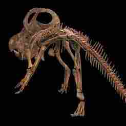 Protoceratops SKELETON DINOSAUR ANIMAL ANATOMY Jurassic Tail SKULL BONES DINOSAURUS 3D PRINTING
