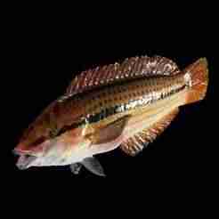 RAPE Wrasse Parajulis CARP WATER RIVER OCEAN SEA SHARK FISH 3D ANIMATED SALMON TUNA