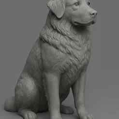 Realistic Bernese Mountain Dog 3D STL Model – Highly Detailed Sculpture for 3D Printing