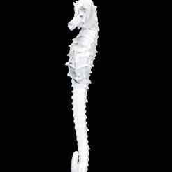 Sea Horse