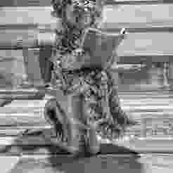 Shih Tzu cross poodle Dog model on toilet reading comedy