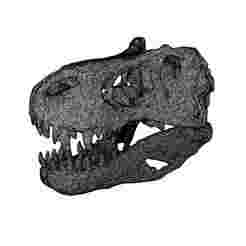SKULL Tyrannosaurus rex SKELETON ANATOMY BONES JURASSIC DINOSAUR DINOSAURUS
