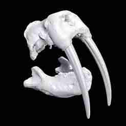 Walrus Skull JAW
