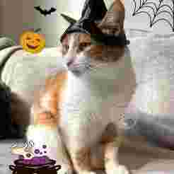 Witch Cat Hat For Halloween
