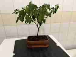 Classic bonsai pot