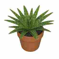 Echeveria Succulenta 3D - Decorative Plant (STL/OBJ)