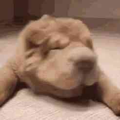 Suporte Alexa Echo Dot 4a e 5a Geração BABY SHARPEI LYING