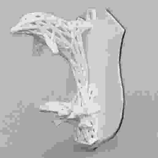 Dolphin voronoi
