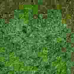 Grass Patch 3D Model