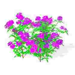 Orchid FLOWER SUNFLOWER PLANT GARDEN FURNITURE FOREST NATURE FRUIT APPLE LEAVES MAGIC MEDIEVAL PEAR TOMATO PREHISTORY FANTASY VEGETABLE Roses bush