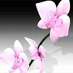 Orchid FLOWER SUNFLOWER PLANT GARDEN FURNITURE FOREST NATURE FRUIT APPLE LEAVES MAGIC MEDIEVAL PEAR TOMATO PREHISTORY FANTASY VEGETABLE