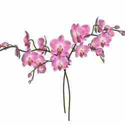 Orchid FLOWER SUNFLOWER PLANT VIOLET GARDEN FURNITURE FOREST NATURE FRUIT APPLE LEAVES MAGIC MEDIEVAL PEAR TOMATO PREHISTORY FANTASY VEGETABLE