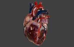 Realistic model of the heart three-dimensional valve