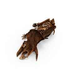 Triceratops-iskelet